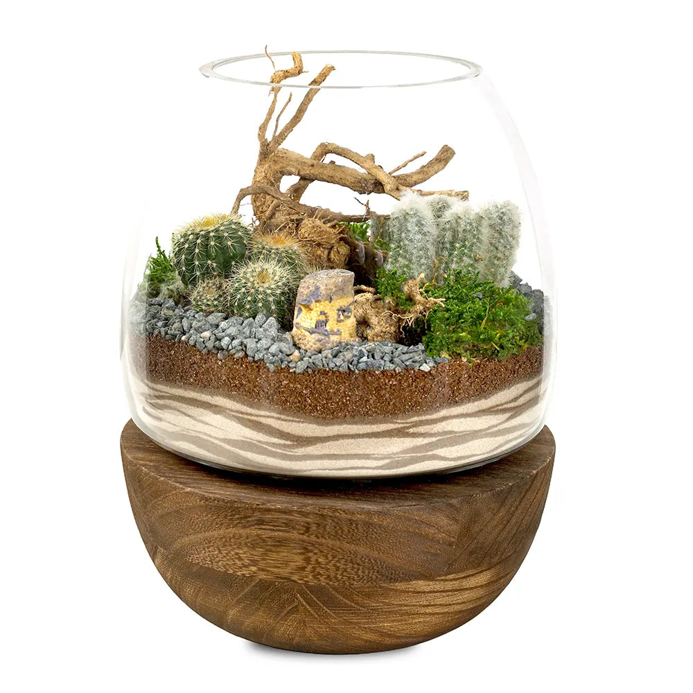 SUCCULENT PLANTS IN TERRARIUM - النباتات العصارية في التيراريوم