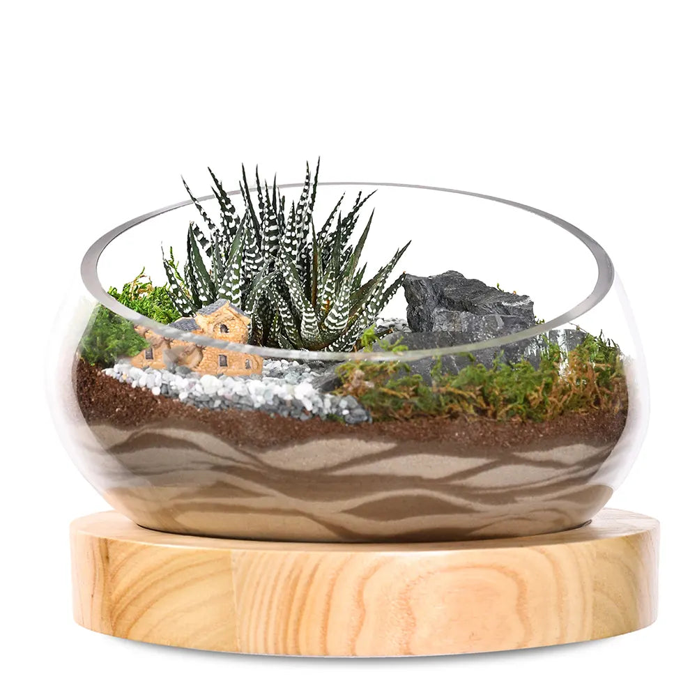 SUCCULENT PLANTS IN TERRARIUM - النباتات العصارية في التيراريوم