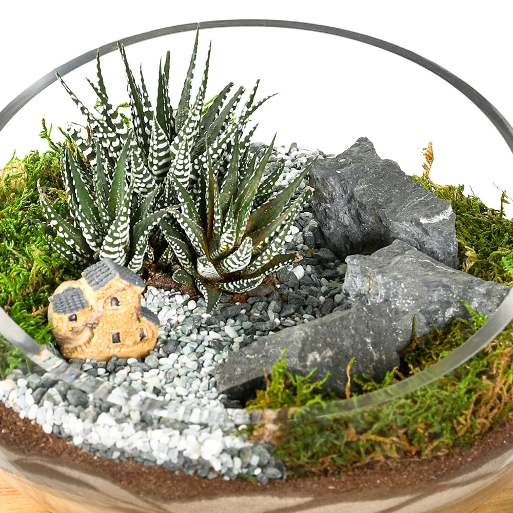 SUCCULENT PLANTS IN TERRARIUM - النباتات العصارية في التيراريوم