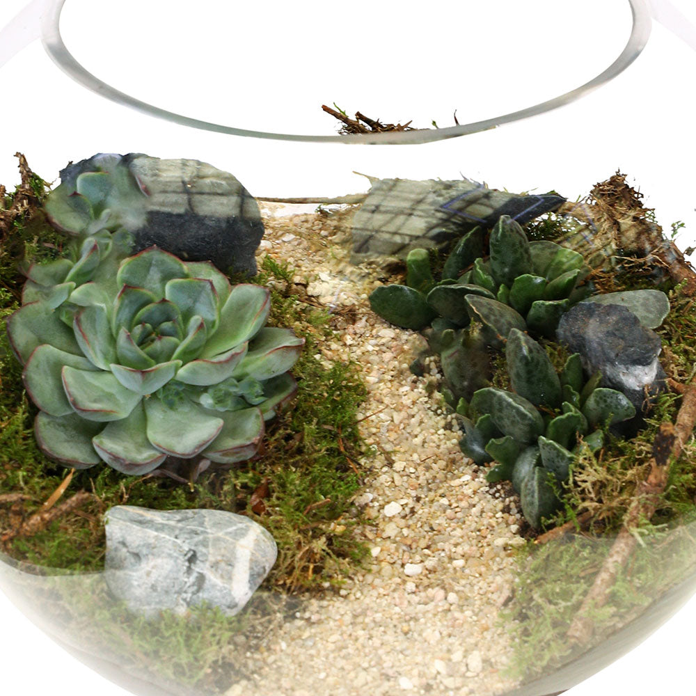 MIX SUCCULENTS TERRARIUM - نبات عصاري تيراريوم