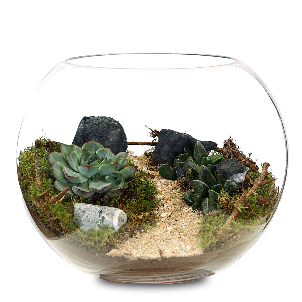 MIX SUCCULENTS TERRARIUM - نبات عصاري تيراريوم