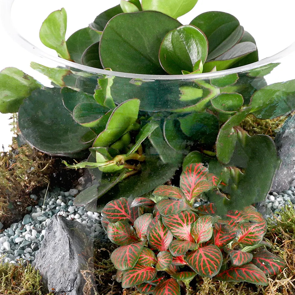 TERRARIUM GIFT SET - (صباريات في (هدية تيراريوم