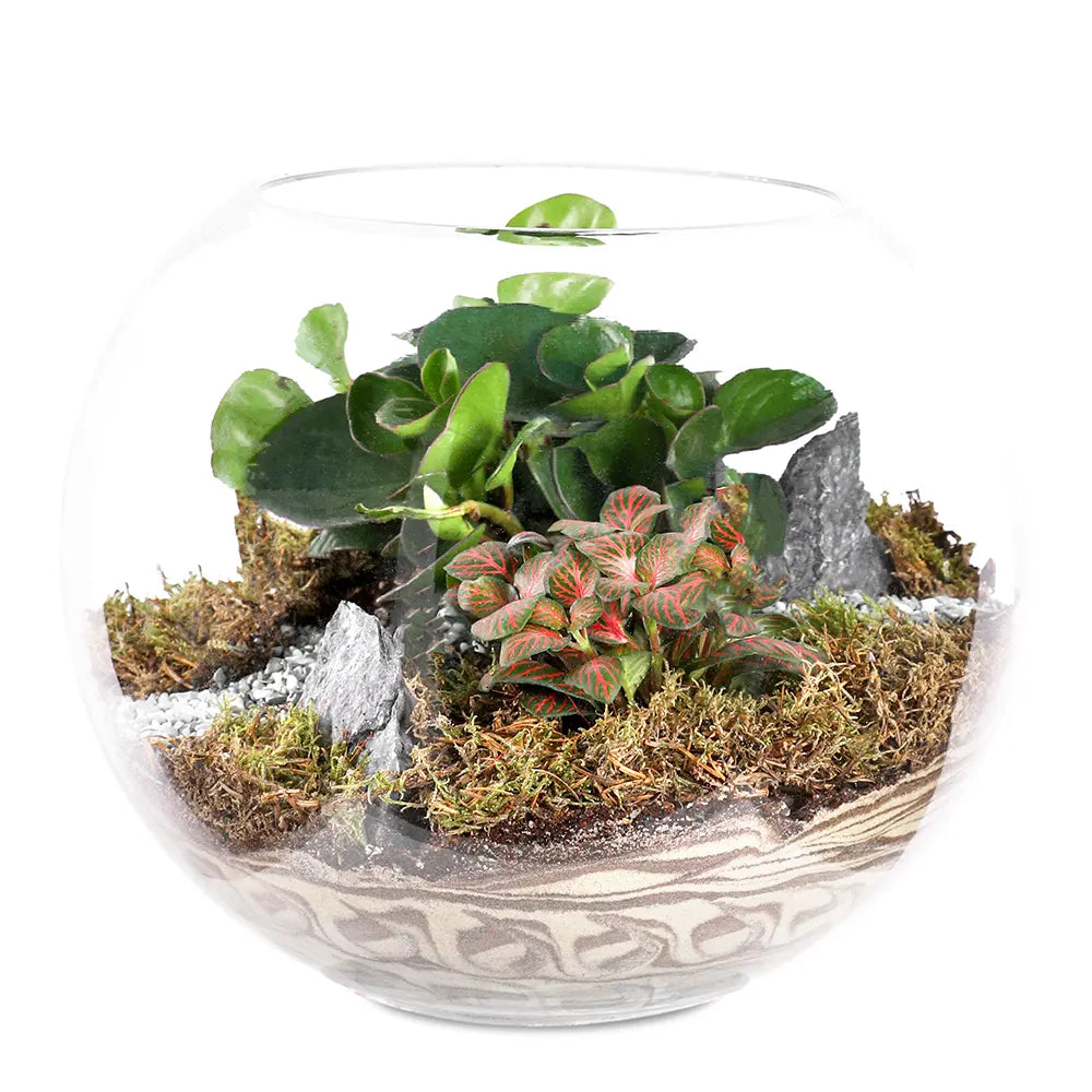 TERRARIUM GIFT SET - (صباريات في (هدية تيراريوم