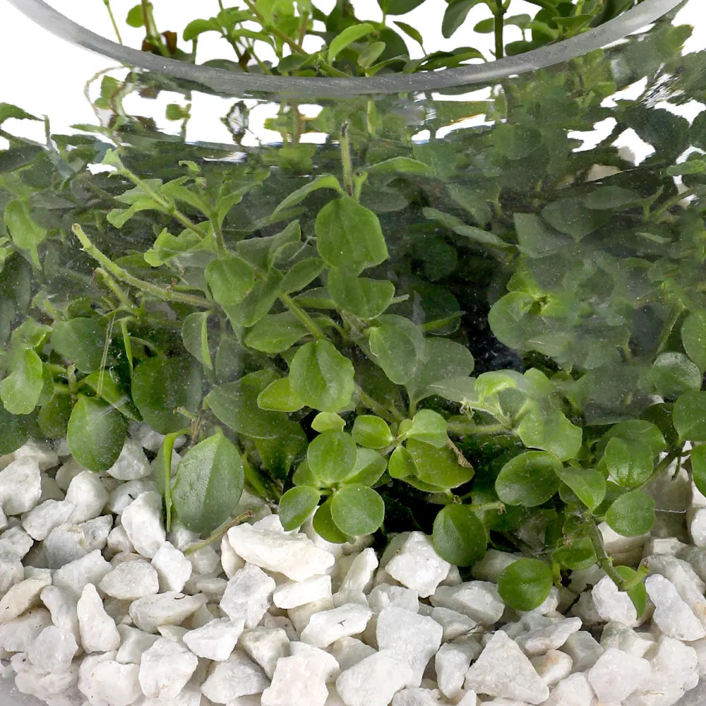 TERRARIUM GIFT SET - (صباريات في (هدية تيراريوم