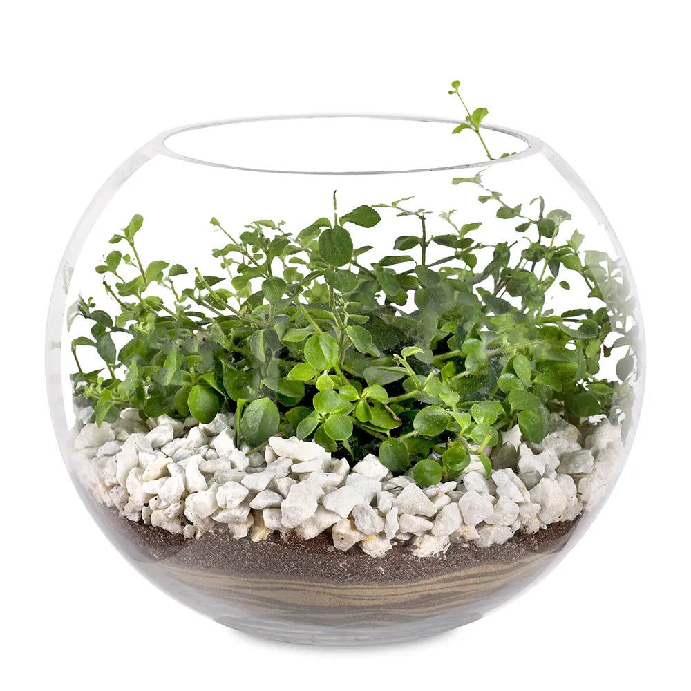 TERRARIUM GIFT SET - (صباريات في (هدية تيراريوم