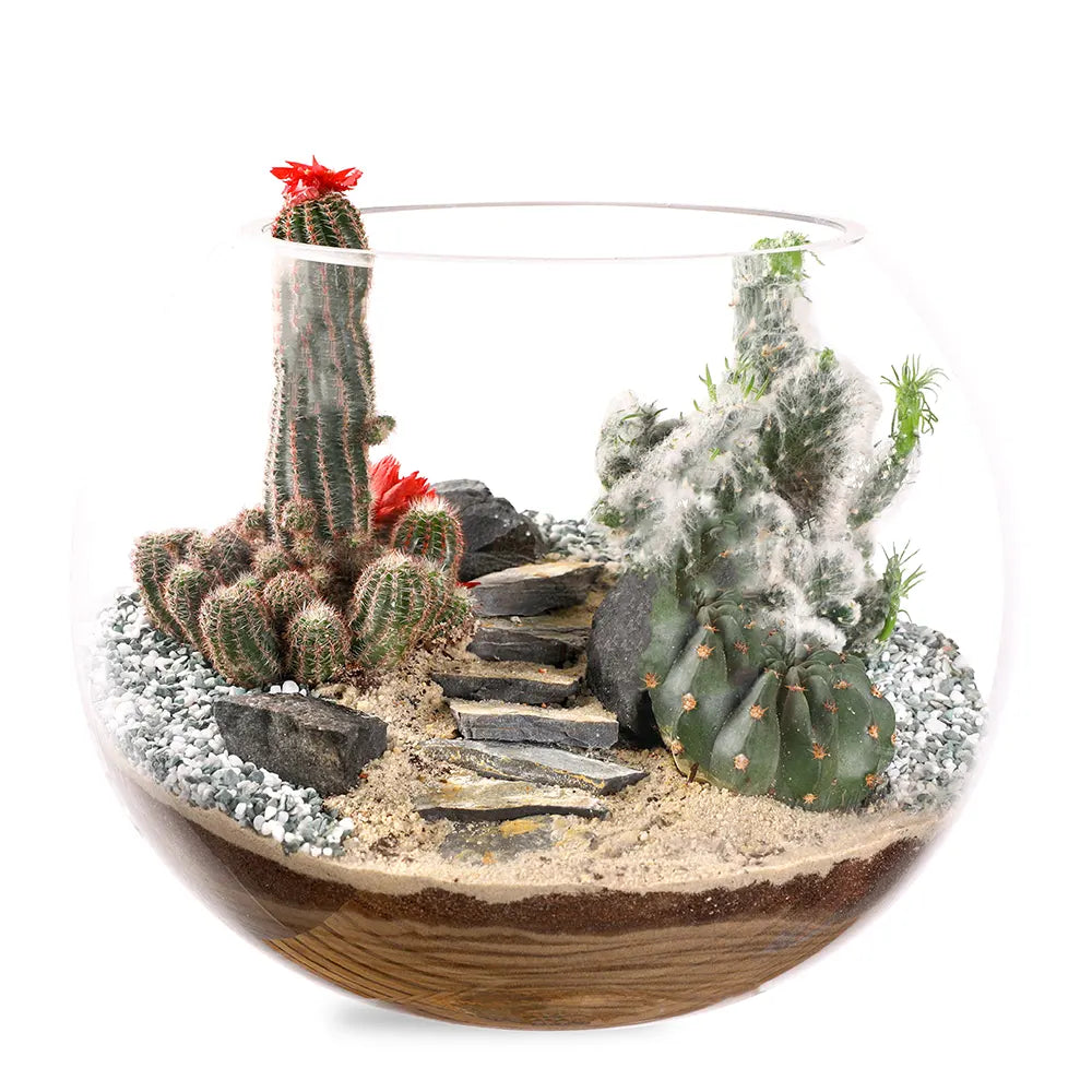 طقم هدية تراريوم