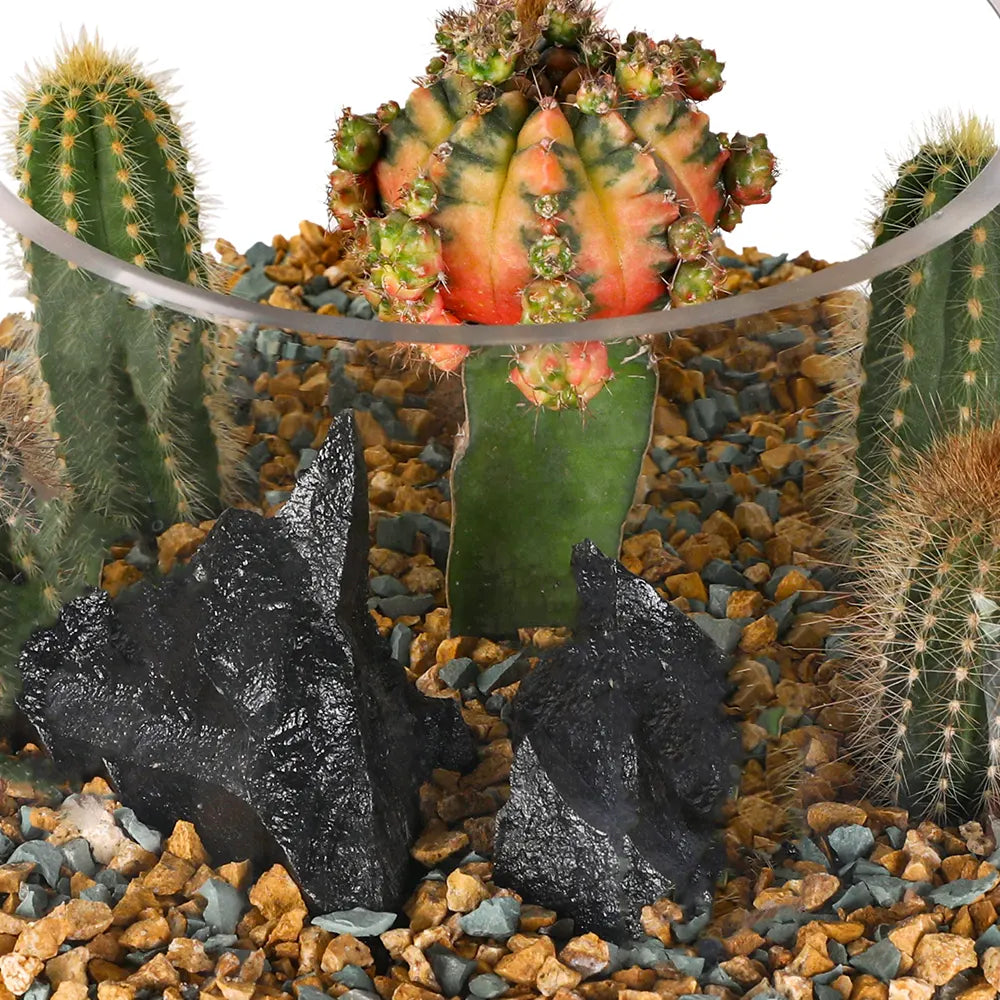 SUCCULENT PLANTS IN TERRARIUM - النباتات العصارية في التيراريوم