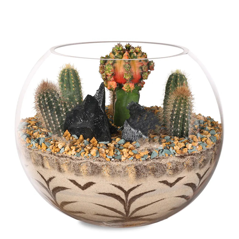 SUCCULENT PLANTS IN TERRARIUM - النباتات العصارية في التيراريوم