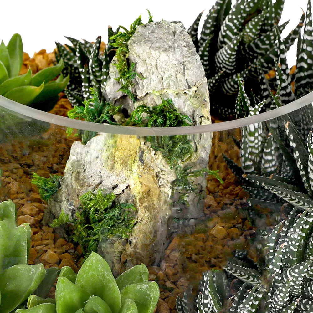 SUCCULENT PLANTS IN TERRARIUM - النباتات العصارية في التيراريوم