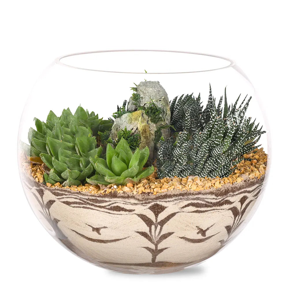 SUCCULENT PLANTS IN TERRARIUM - النباتات العصارية في التيراريوم