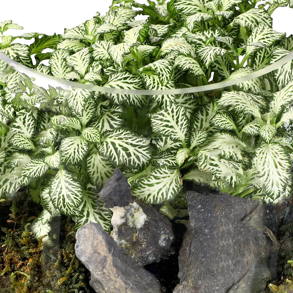 TERRARIUM GIFT SET - (صباريات في (هدية تيراريوم