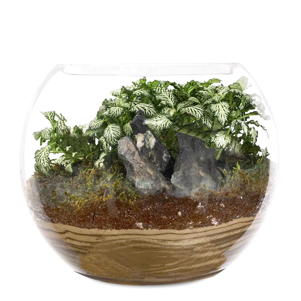 TERRARIUM GIFT SET - (صباريات في (هدية تيراريوم