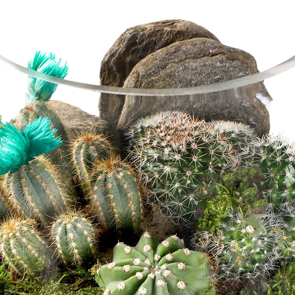 طقم هدية تراريوم