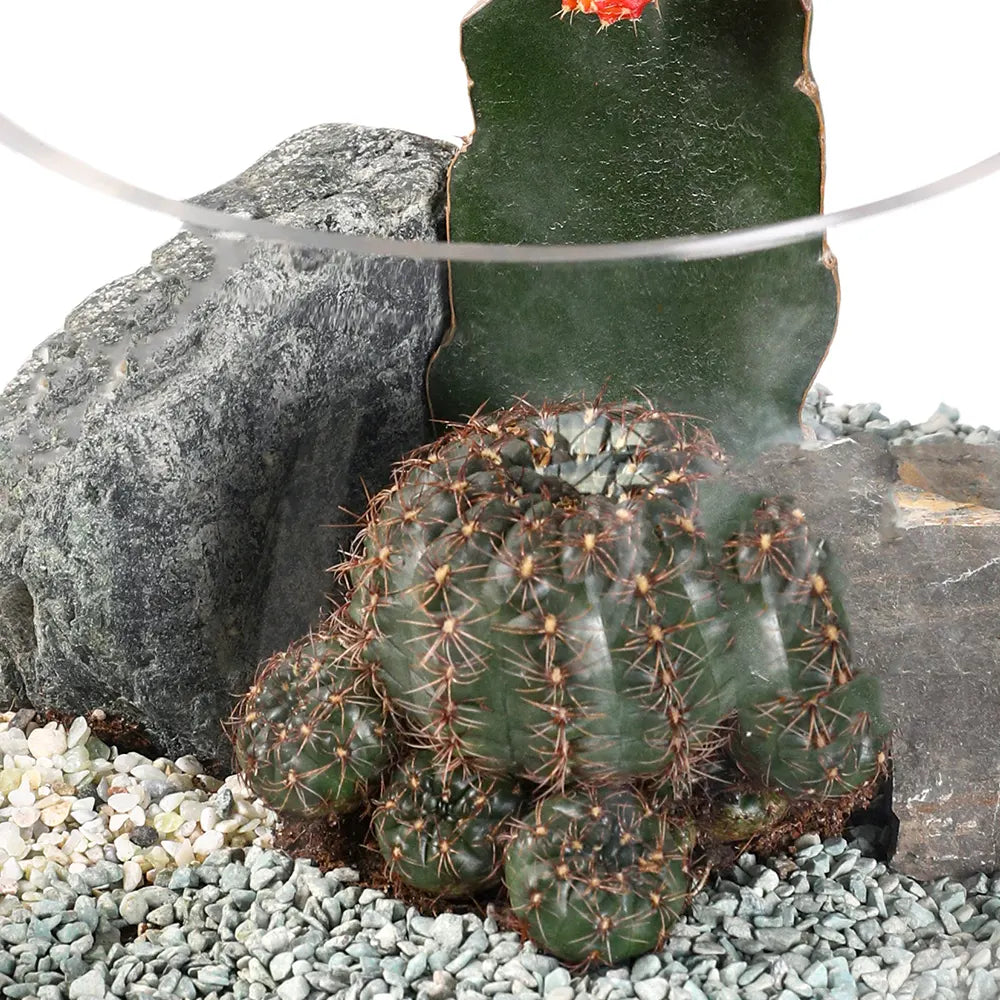 TERRARIUM GIFT SET - (صباريات في (هدية تيراريوم