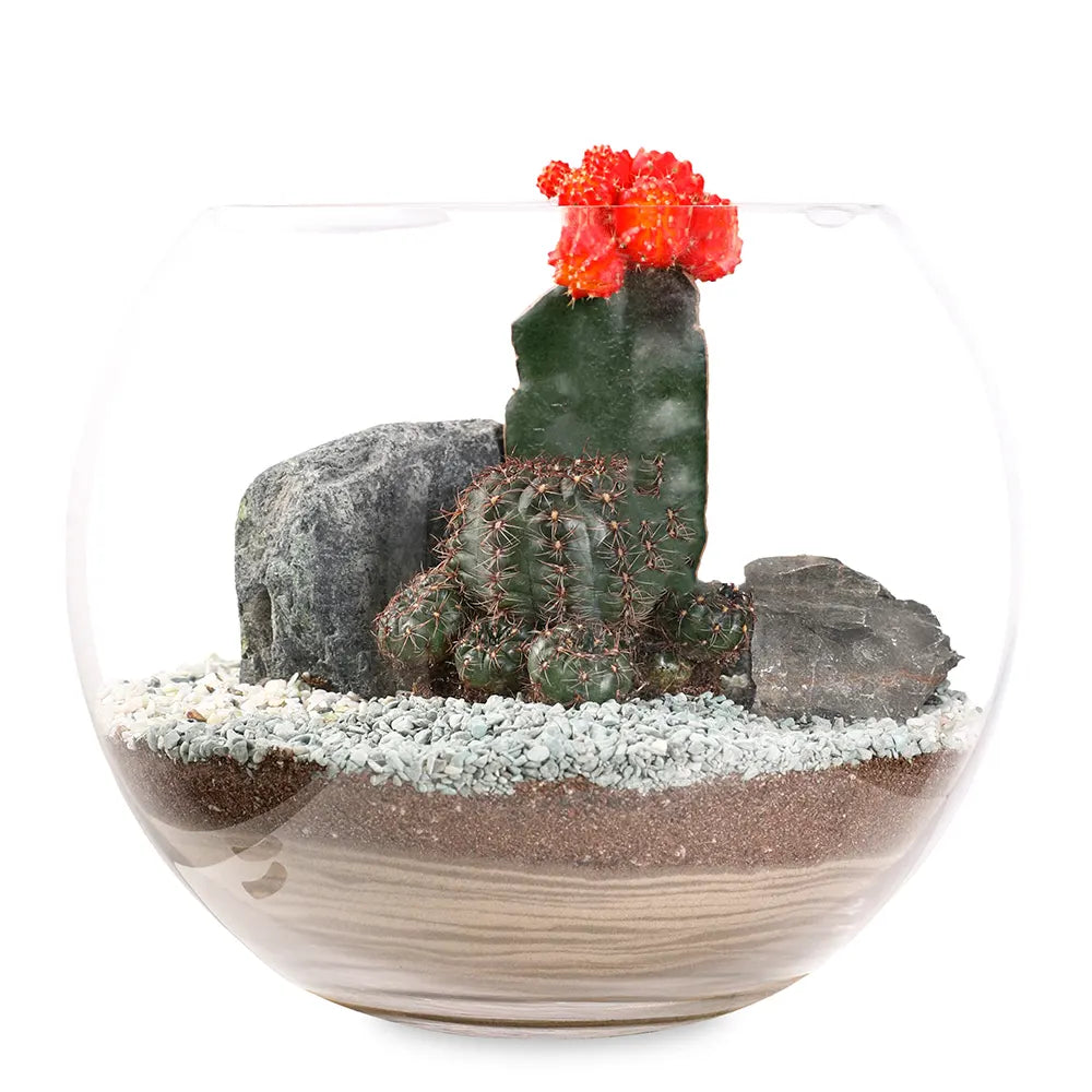 TERRARIUM GIFT SET - (صباريات في (هدية تيراريوم