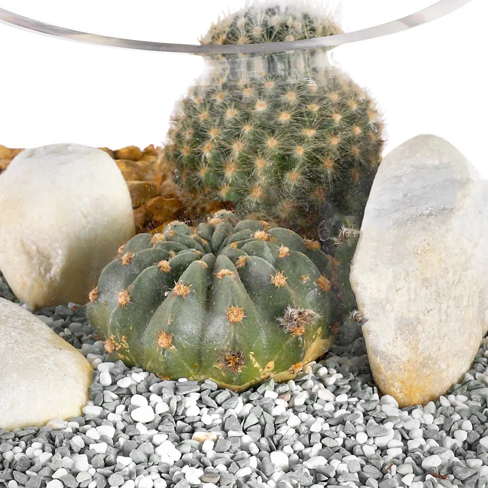 TERRARIUM GIFT SET - (صباريات في (هدية تيراريوم