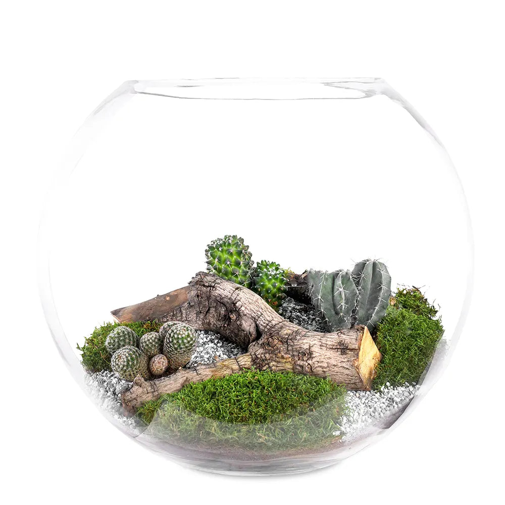 TERRARIUM GIFT SET - (صباريات في (هدية تيراريوم