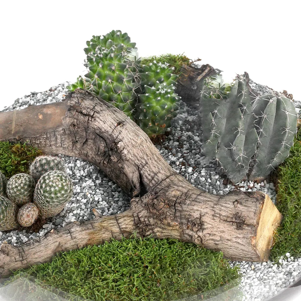 TERRARIUM GIFT SET - (صباريات في (هدية تيراريوم