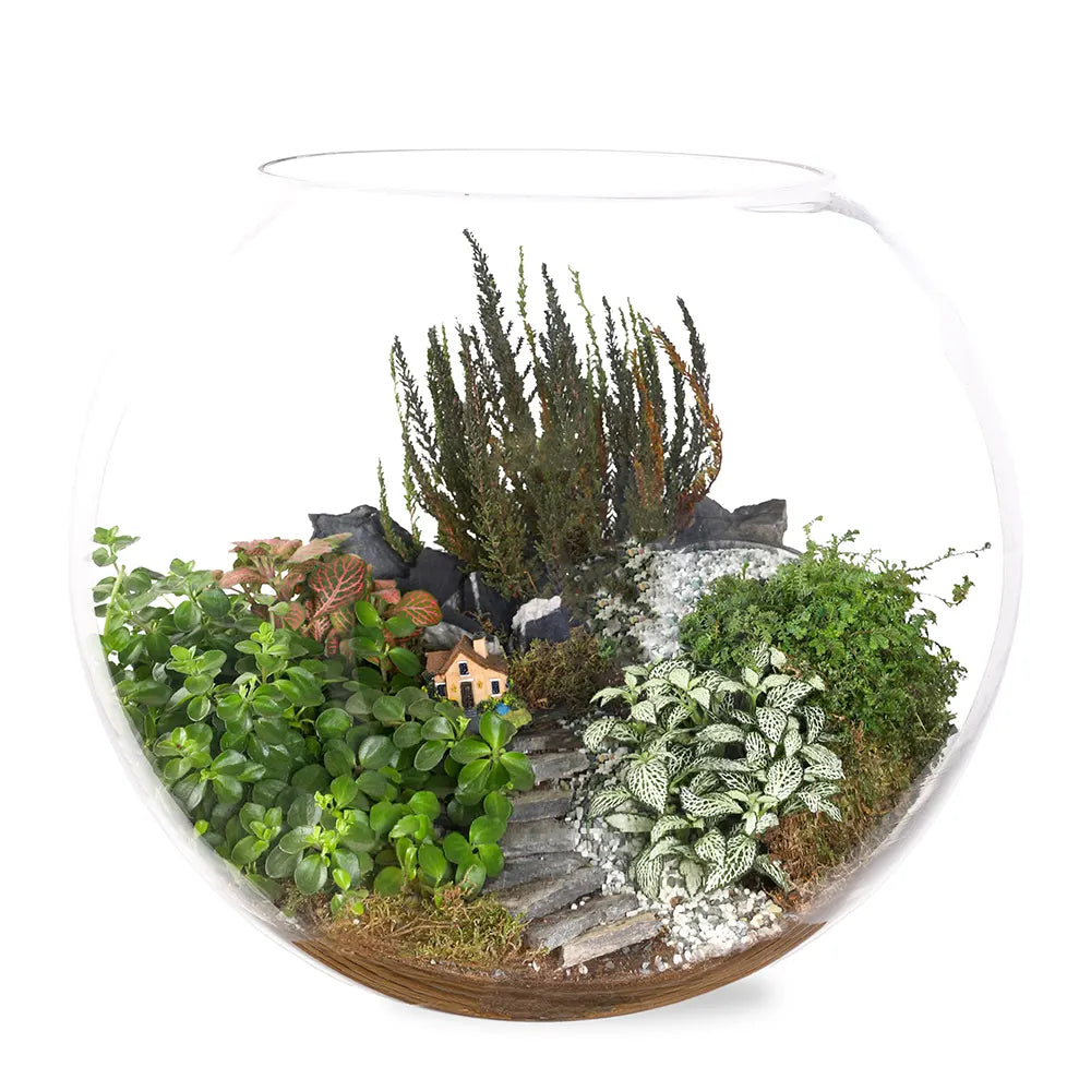 TERRARIUM GIFT SET - (صباريات في (هدية تيراريوم