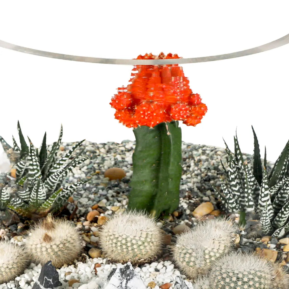 TERRARIUM GIFT SET - (صباريات في (هدية تيراريوم