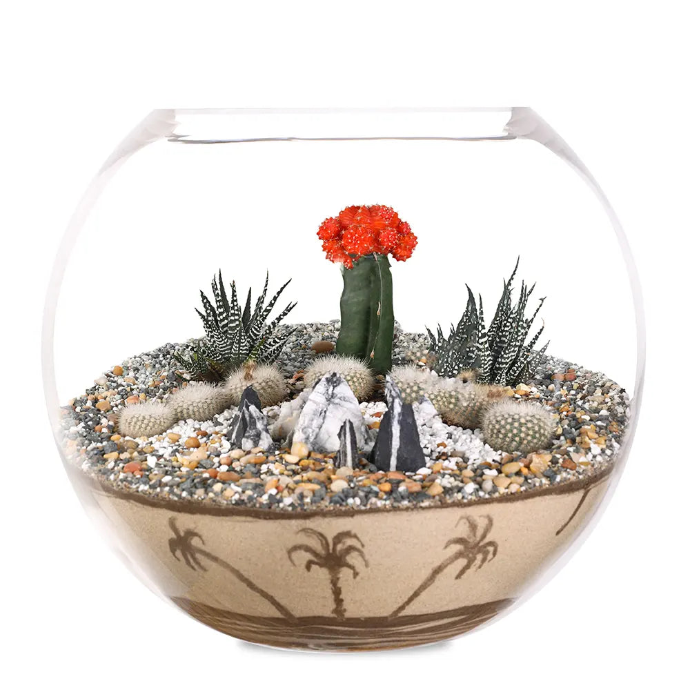 TERRARIUM GIFT SET - (صباريات في (هدية تيراريوم