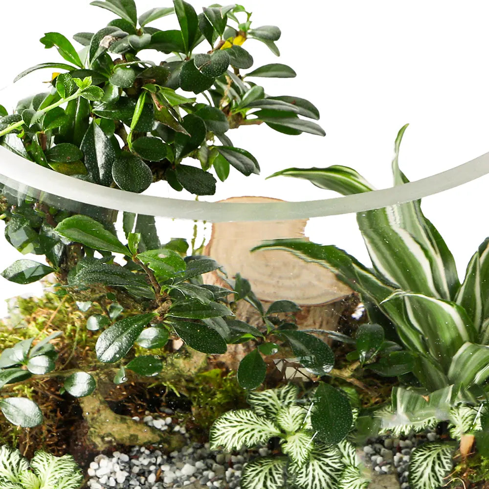 طقم هدية تراريوم