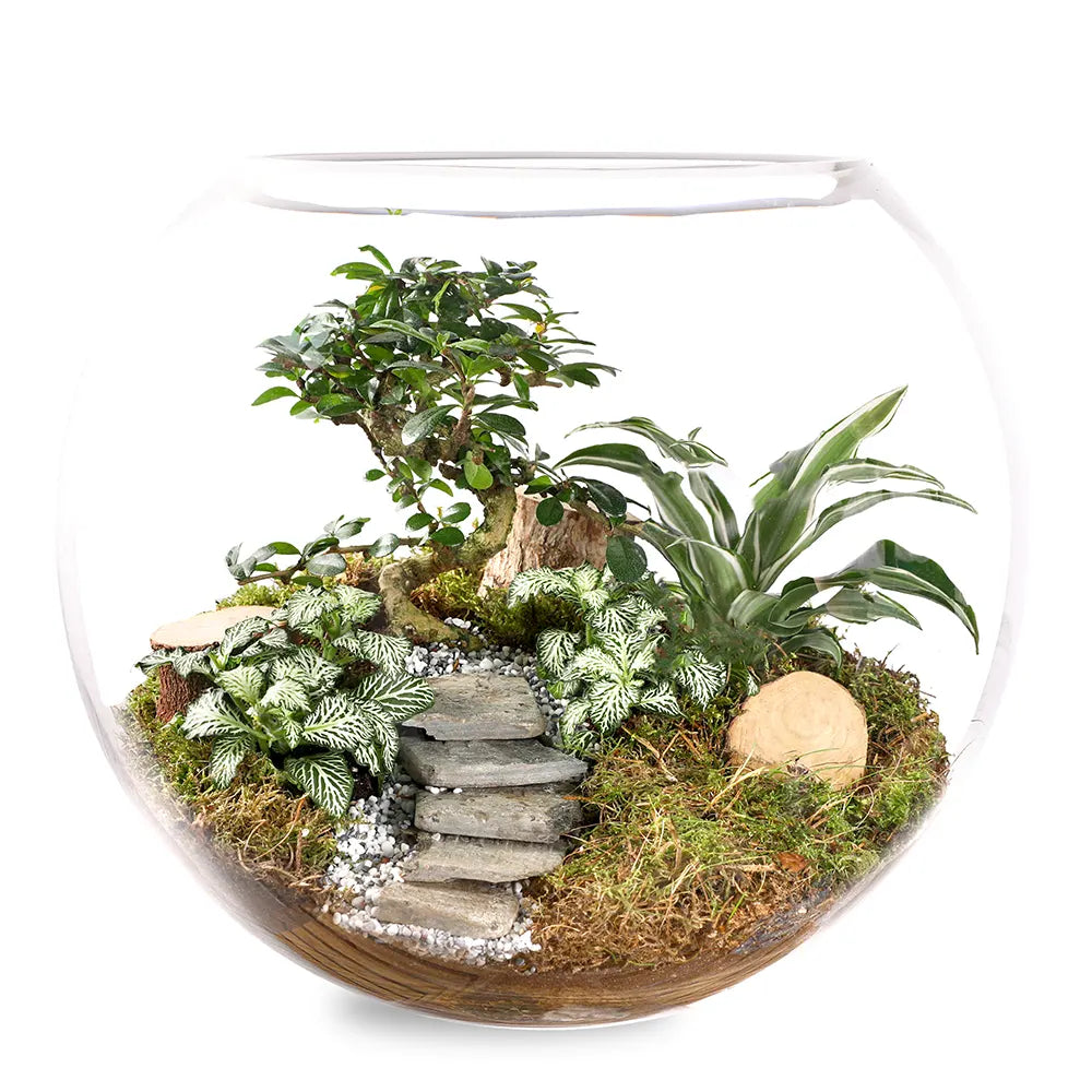 طقم هدية تراريوم