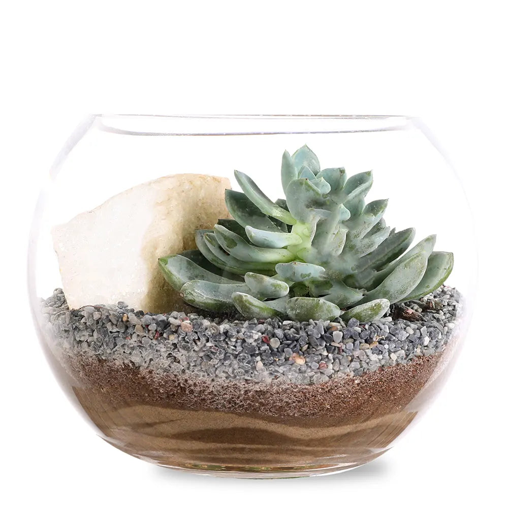 SUCCULENT PLANTS IN TERRARIUM - النباتات العصارية في التيراريوم