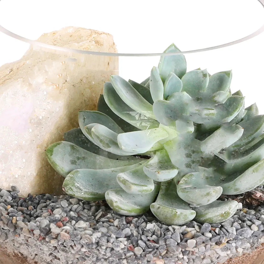 SUCCULENT PLANTS IN TERRARIUM - النباتات العصارية في التيراريوم