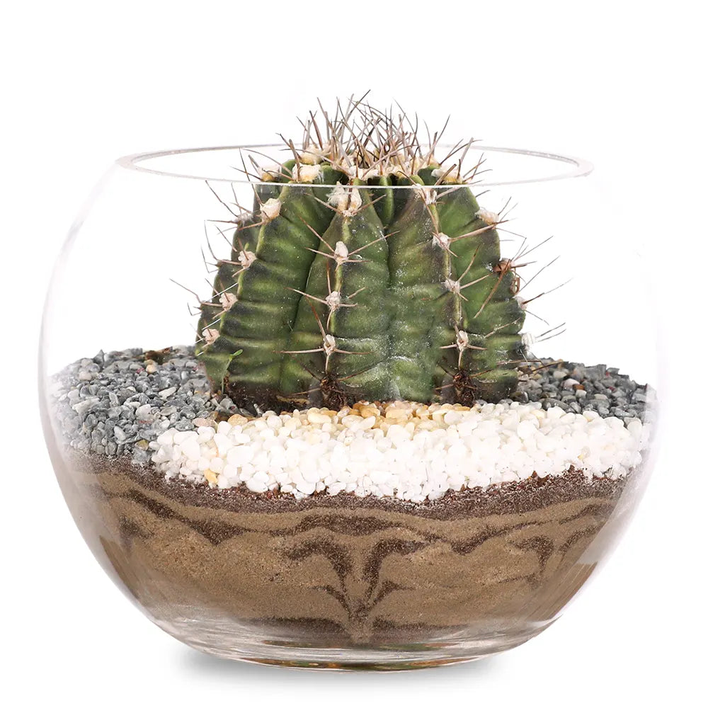 TERRARIUM GIFT SET - (صباريات في (هدية تيراريوم