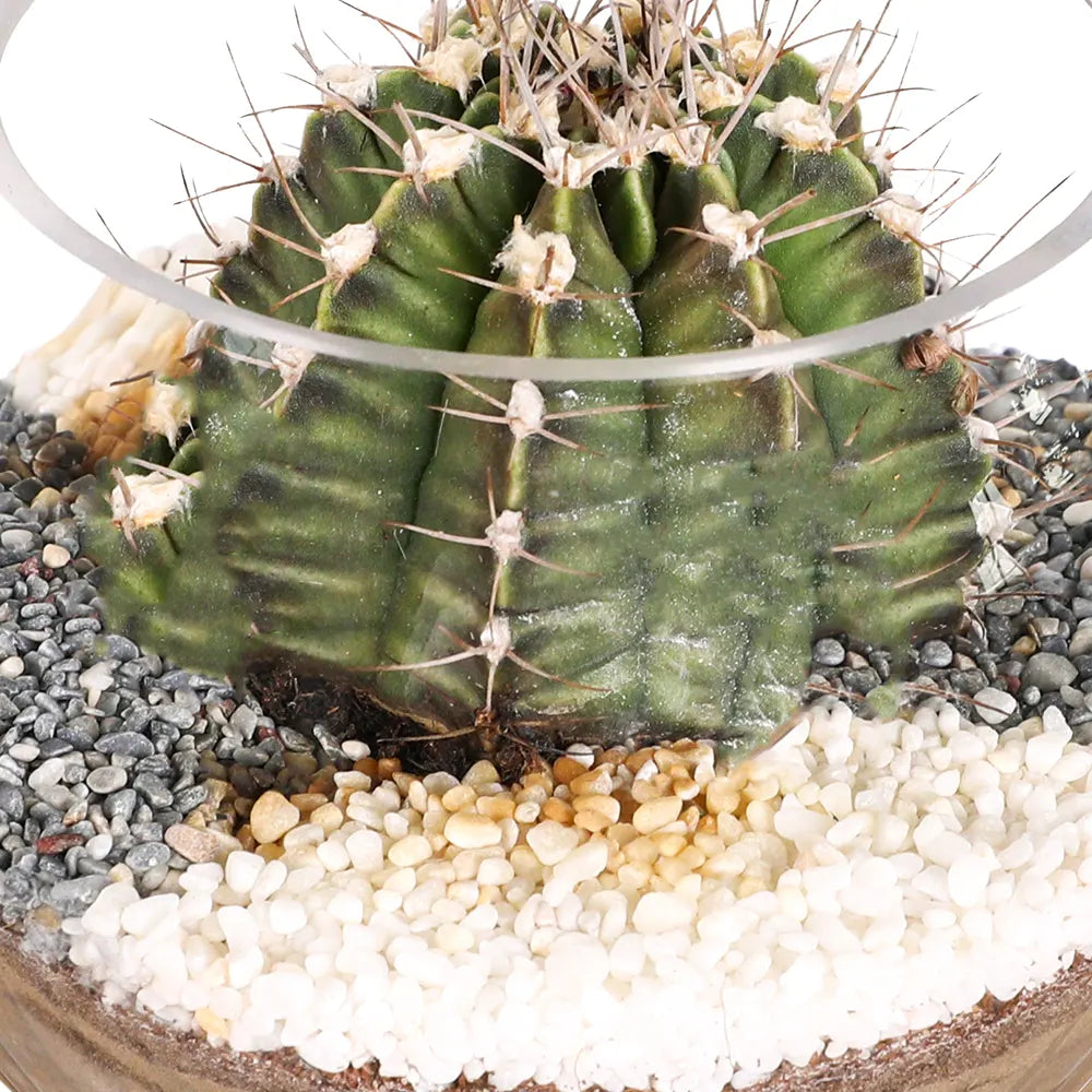 TERRARIUM GIFT SET - (صباريات في (هدية تيراريوم