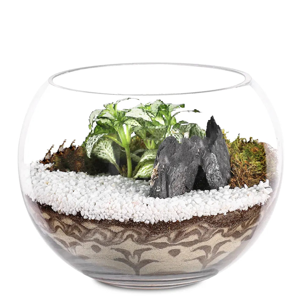 TERRARIUM GIFT SET - (صباريات في (هدية تيراريوم