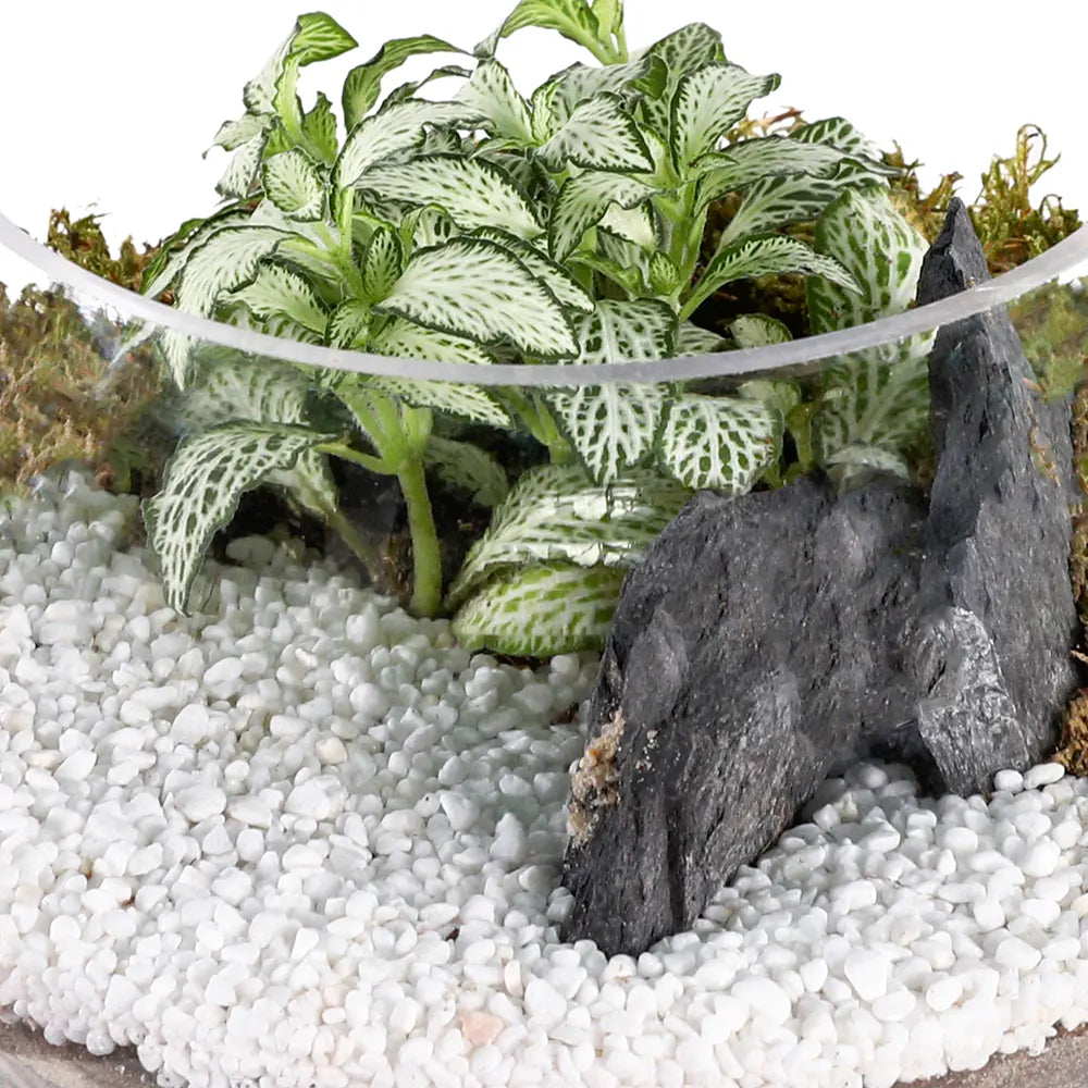 TERRARIUM GIFT SET - (صباريات في (هدية تيراريوم