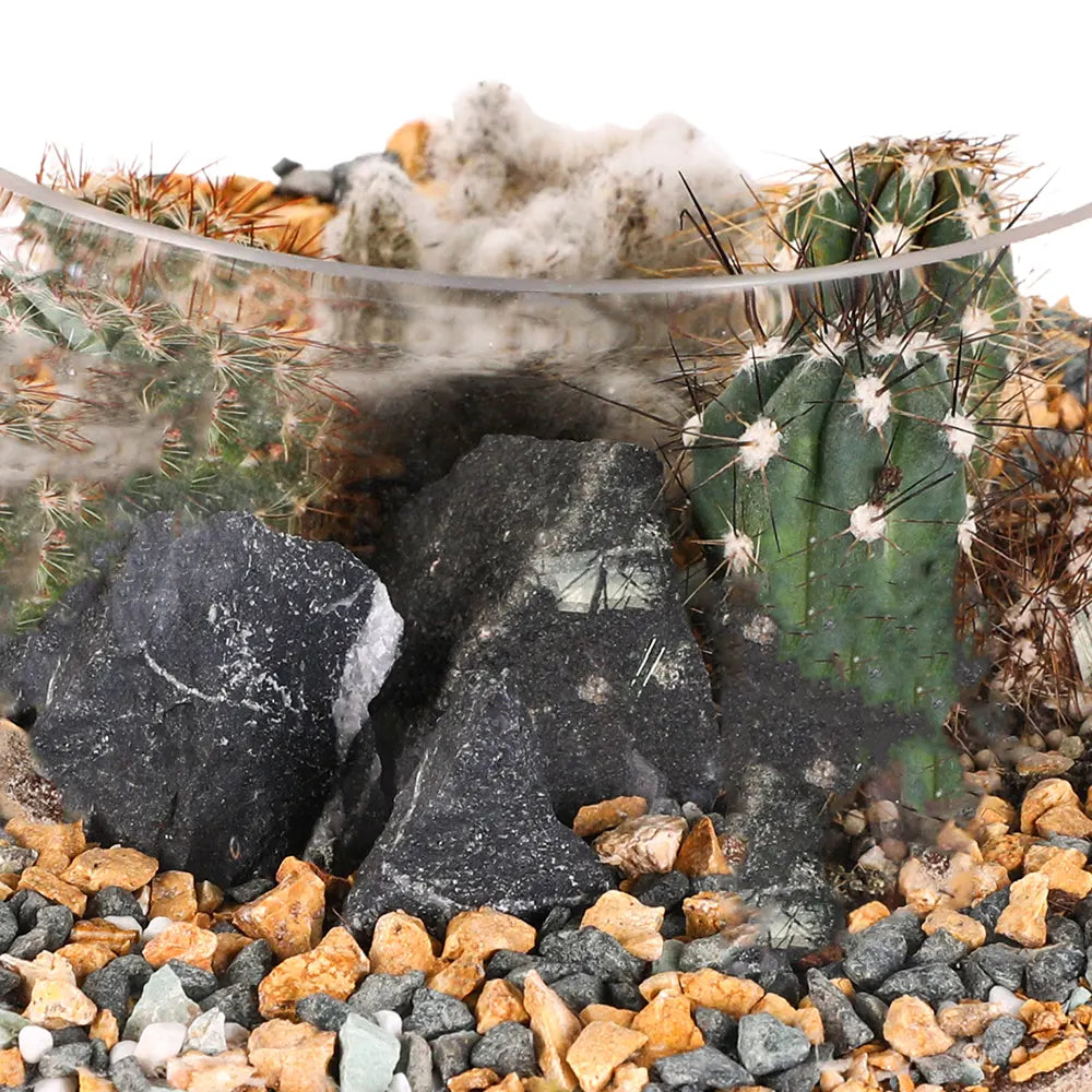 العصاريات في التيراريوم