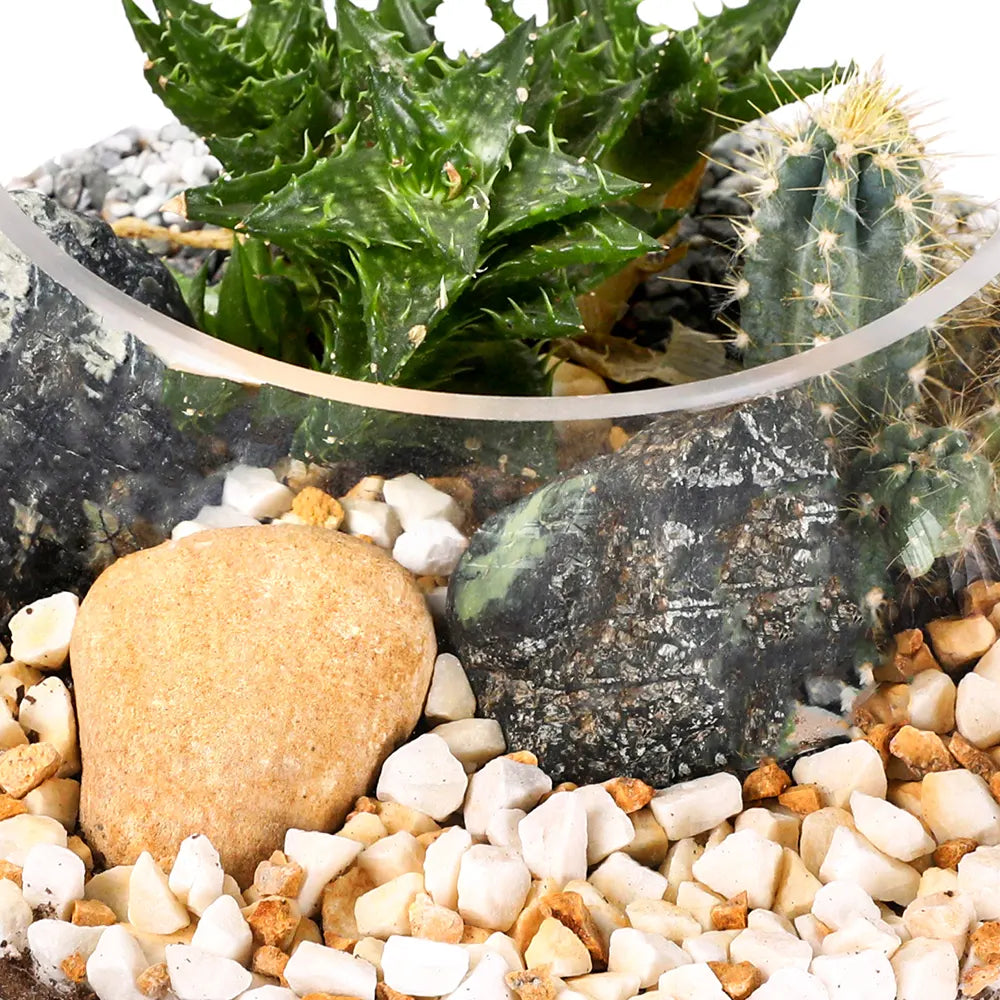 SUCCULENT PLANTS IN TERRARIUM - النباتات العصارية في التيراريوم