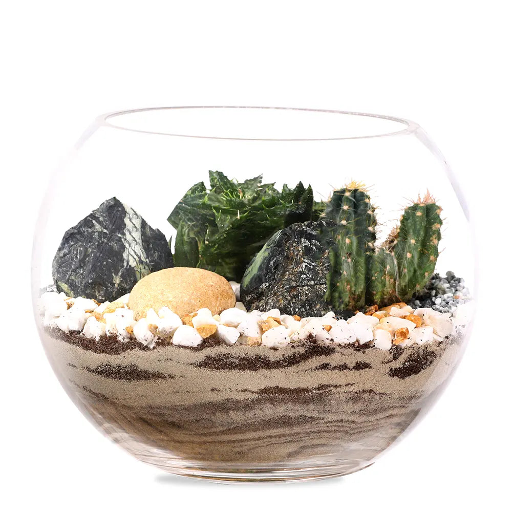 SUCCULENT PLANTS IN TERRARIUM - النباتات العصارية في التيراريوم