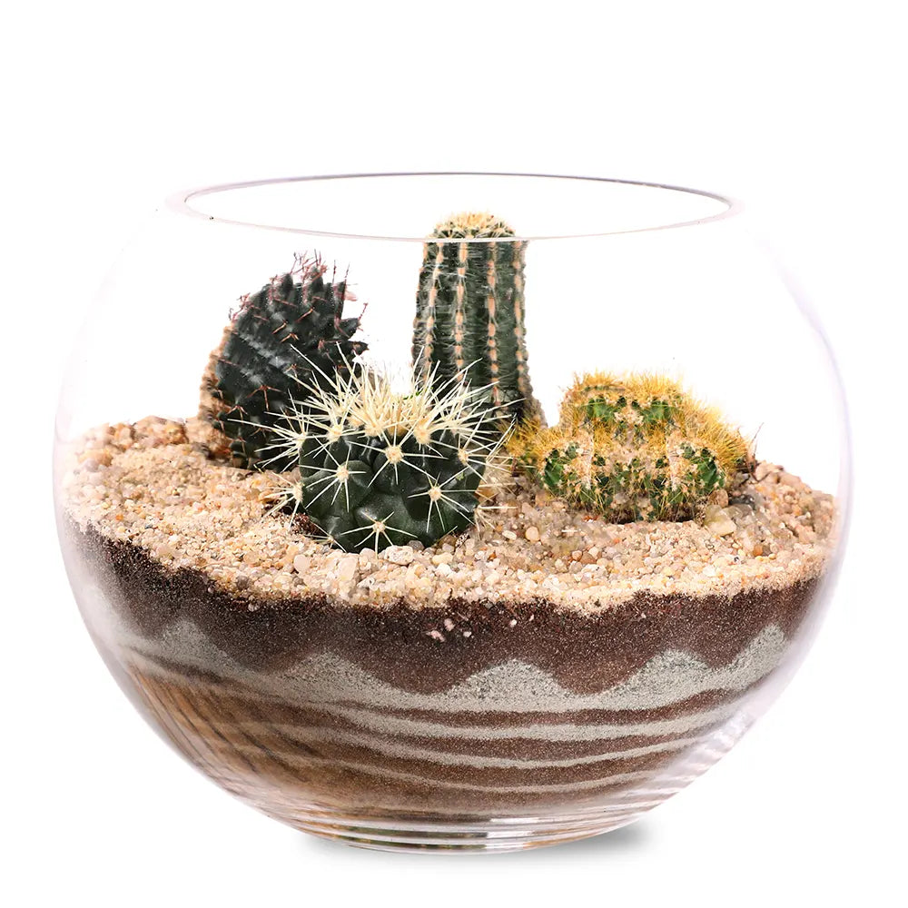 طقم هدية تراريوم