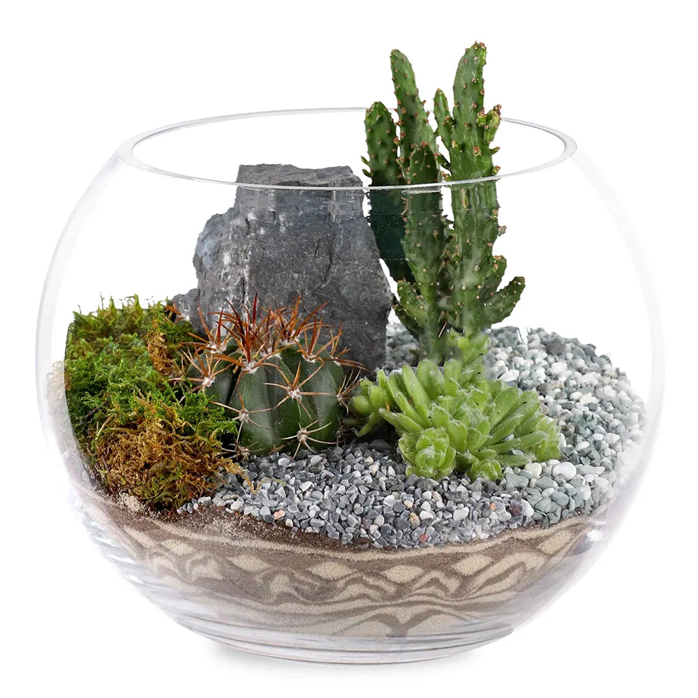 TERRARIUM GIFT SET - (صباريات في (هدية تيراريوم