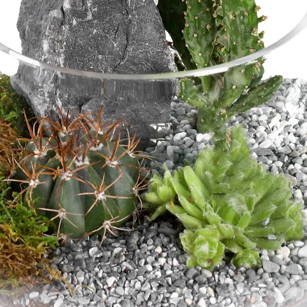 TERRARIUM GIFT SET - (صباريات في (هدية تيراريوم