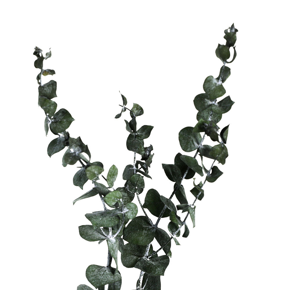 PRESERVED EUCALYPTUS PULVERULENTA (BABY BLUE) BRANCH - فرع الأوكالبتوس بولفيرولينتا (الأزرق الفاتح) المحنط