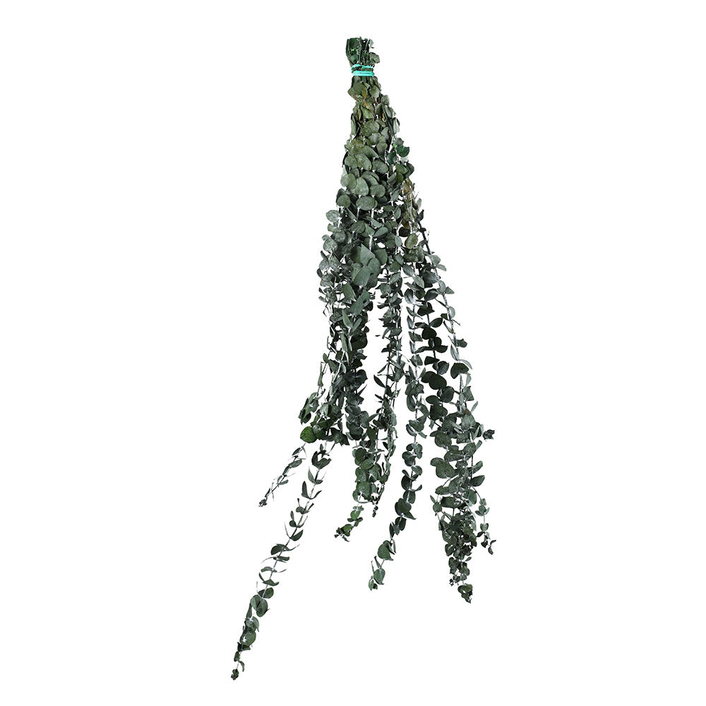 PRESERVED EUCALYPTUS PULVERULENTA (BABY BLUE) BRANCH - فرع الأوكالبتوس بولفيرولينتا (الأزرق الفاتح) المحنط