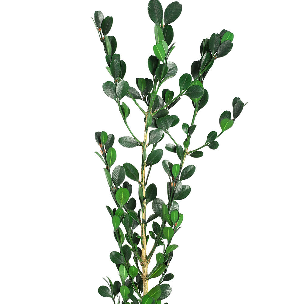 BUXUS GREEN المحفوظة - بوكسوس الأخضر المحنطة