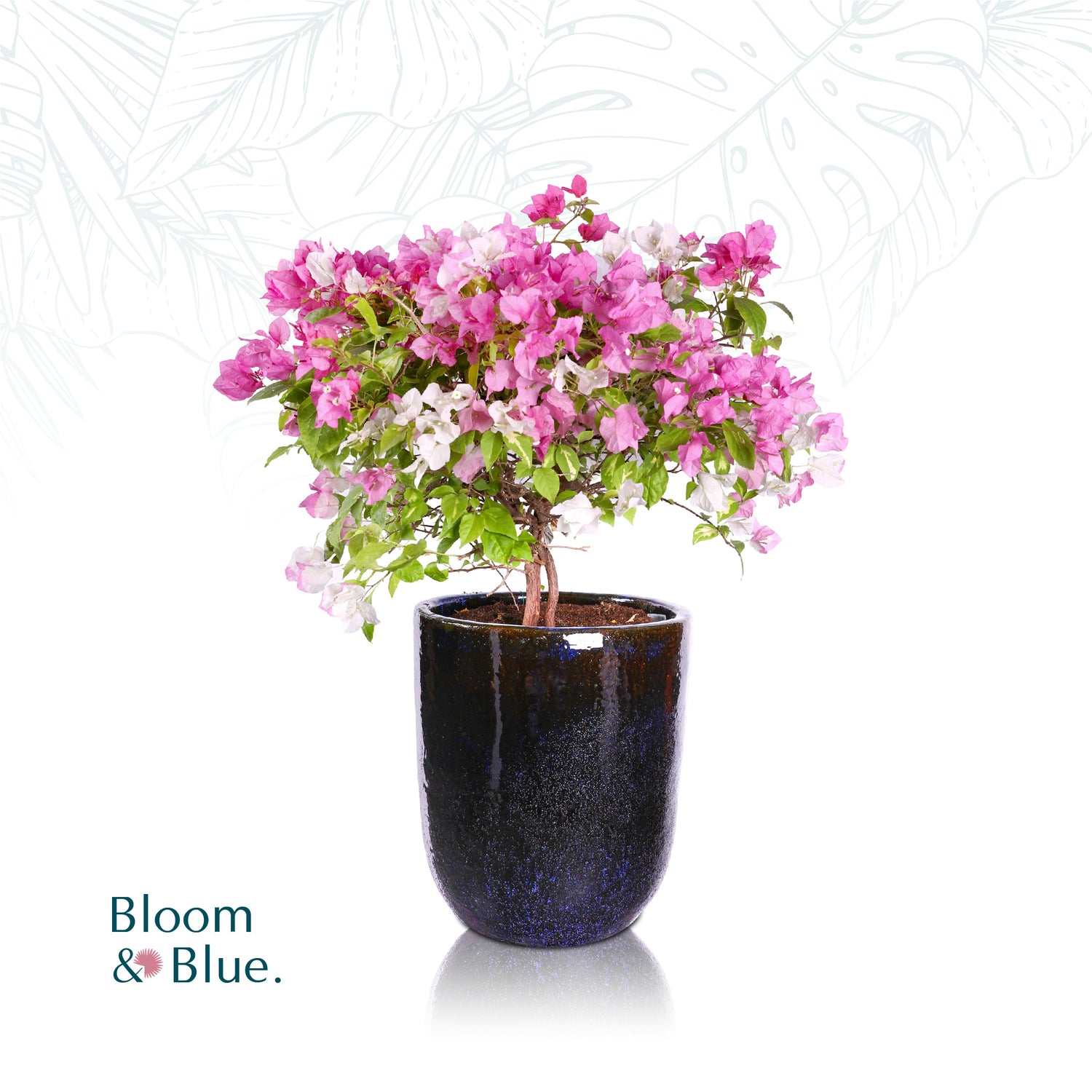 BOUGAINVILLEA IN GLAZED BLUE CERAMIC POT