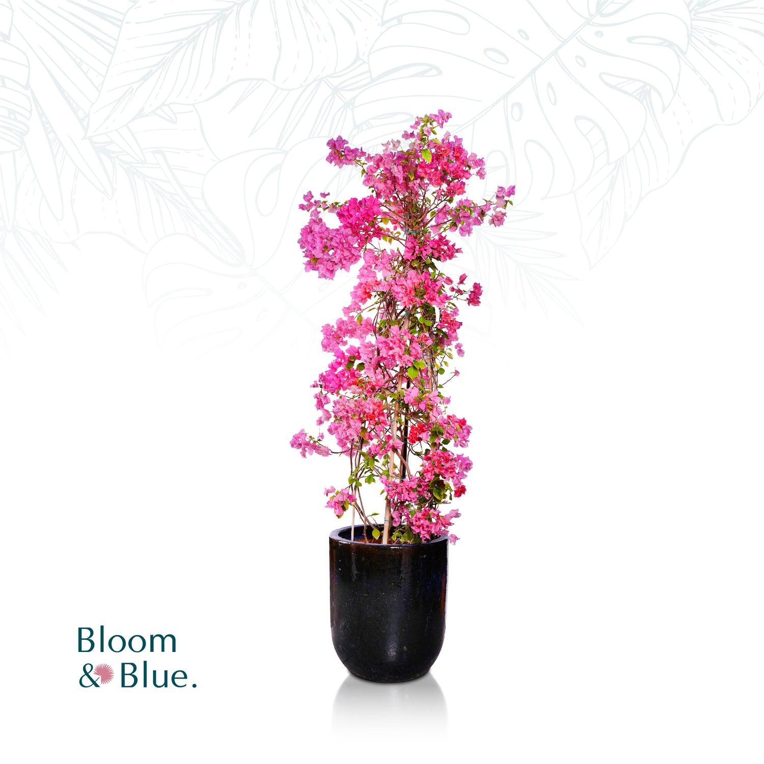 BOUGAINVILLEA ROMA IN GLAZED BLUE CERAMIC