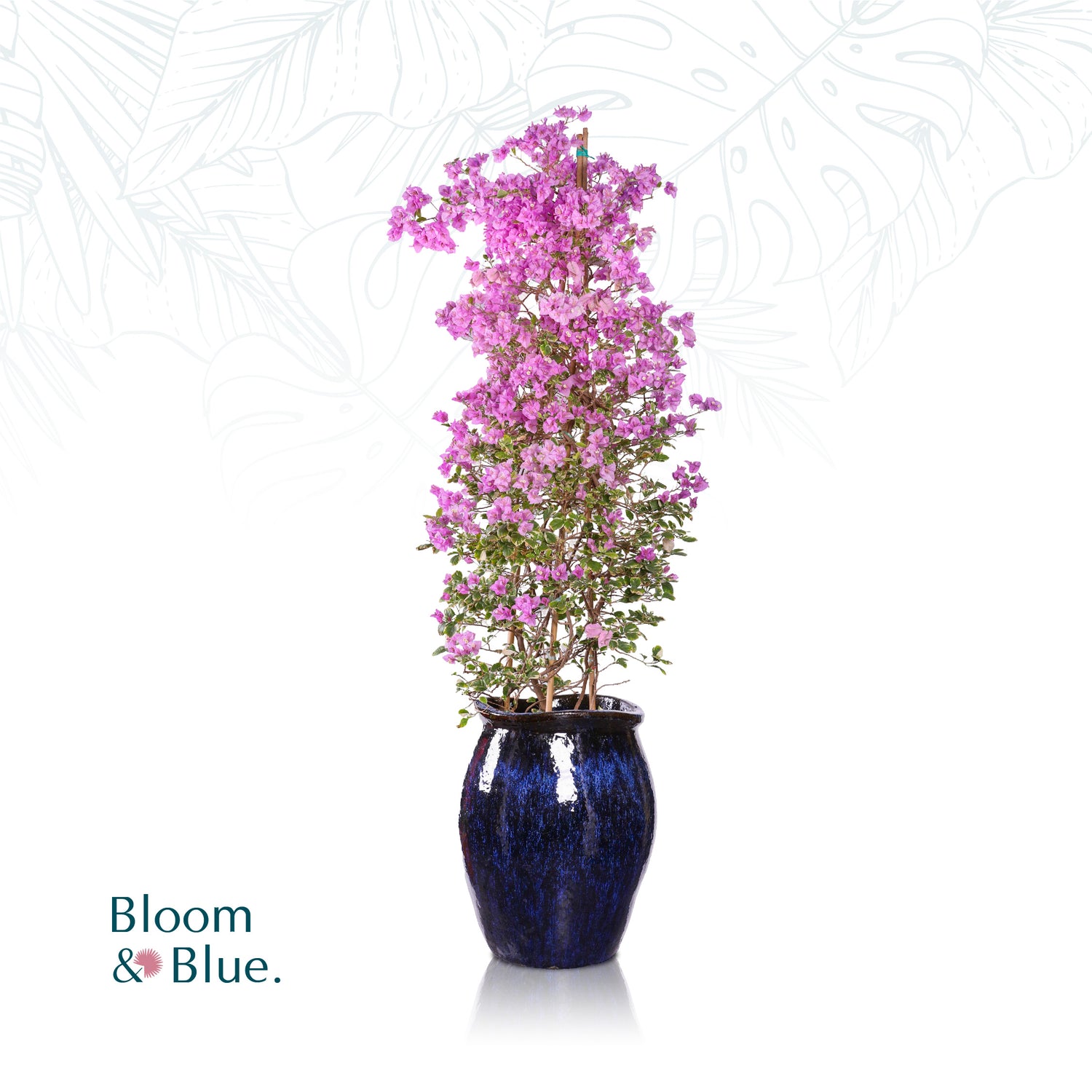 BOUGAINVILLEA MANAROLA IN GLAZED BLUE CERAMIC