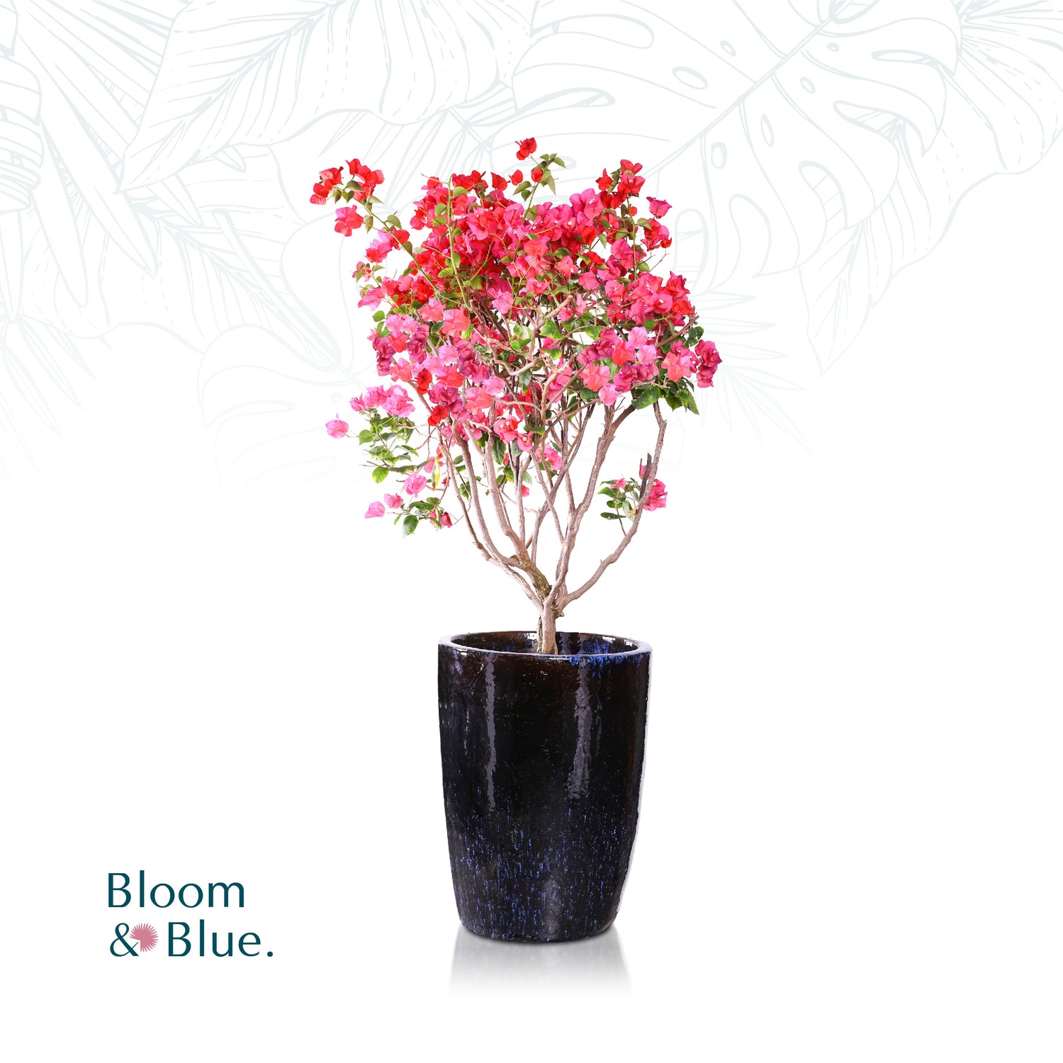 BOUGAINVILLEA SICILY IN GLAZED BLUE CERAMIC