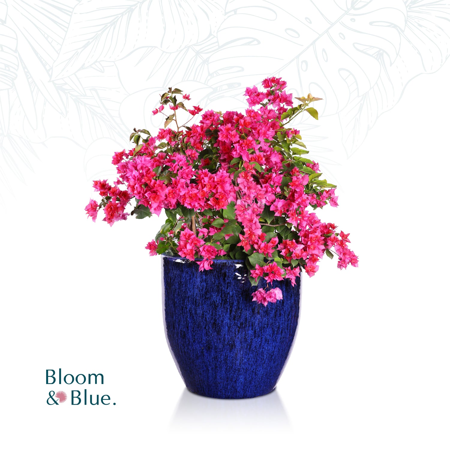 BOUGAINVILLEA FORTE DEL MARMI IN GLAZED BLUE CERAMIC