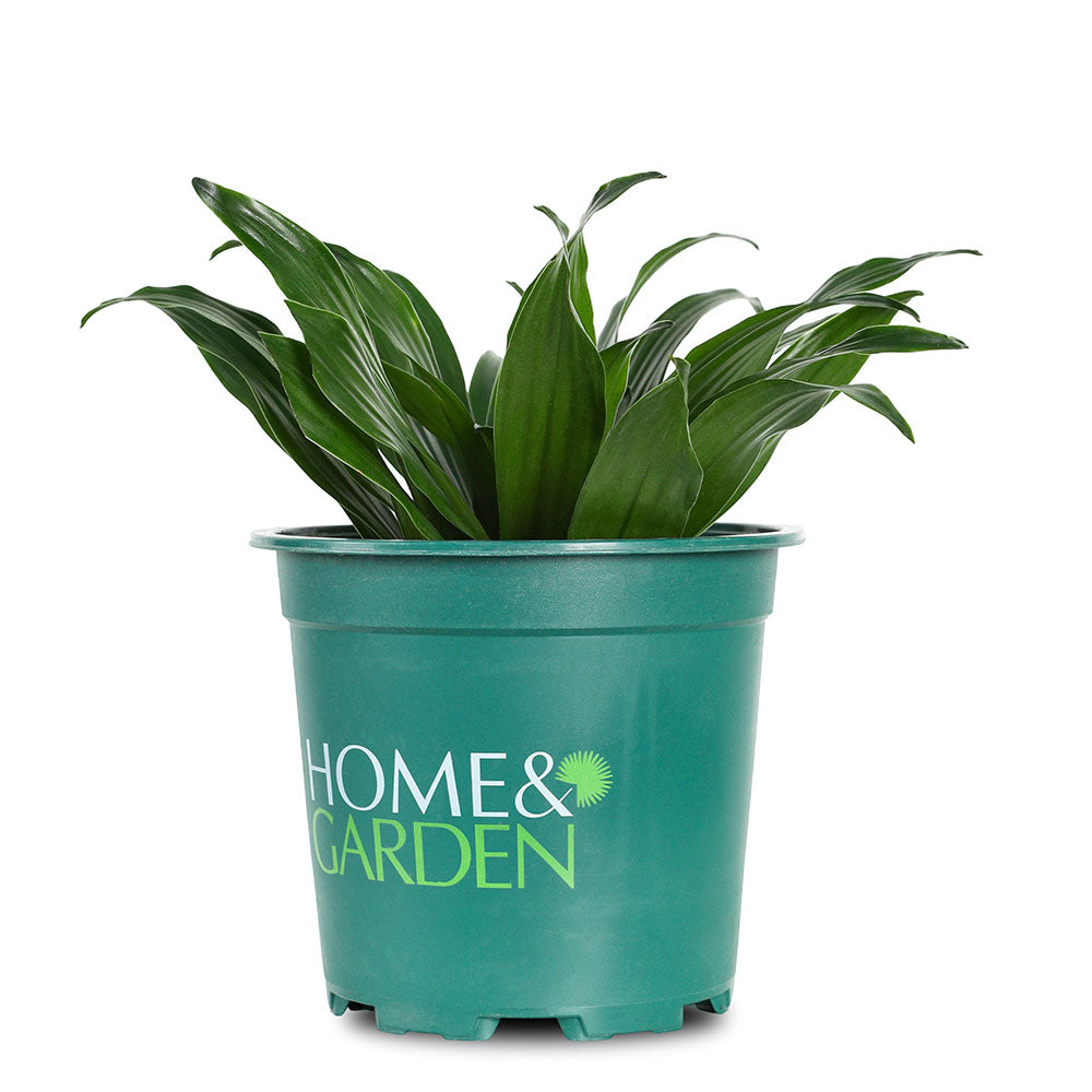 دراسينا جانيت كريج كومباكتا