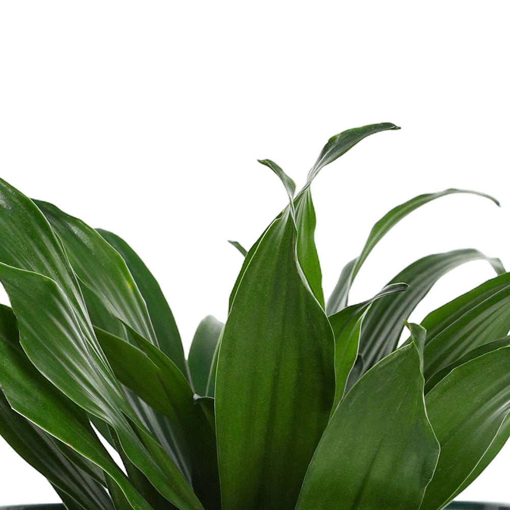 دراسينا جانيت كريج كومباكتا