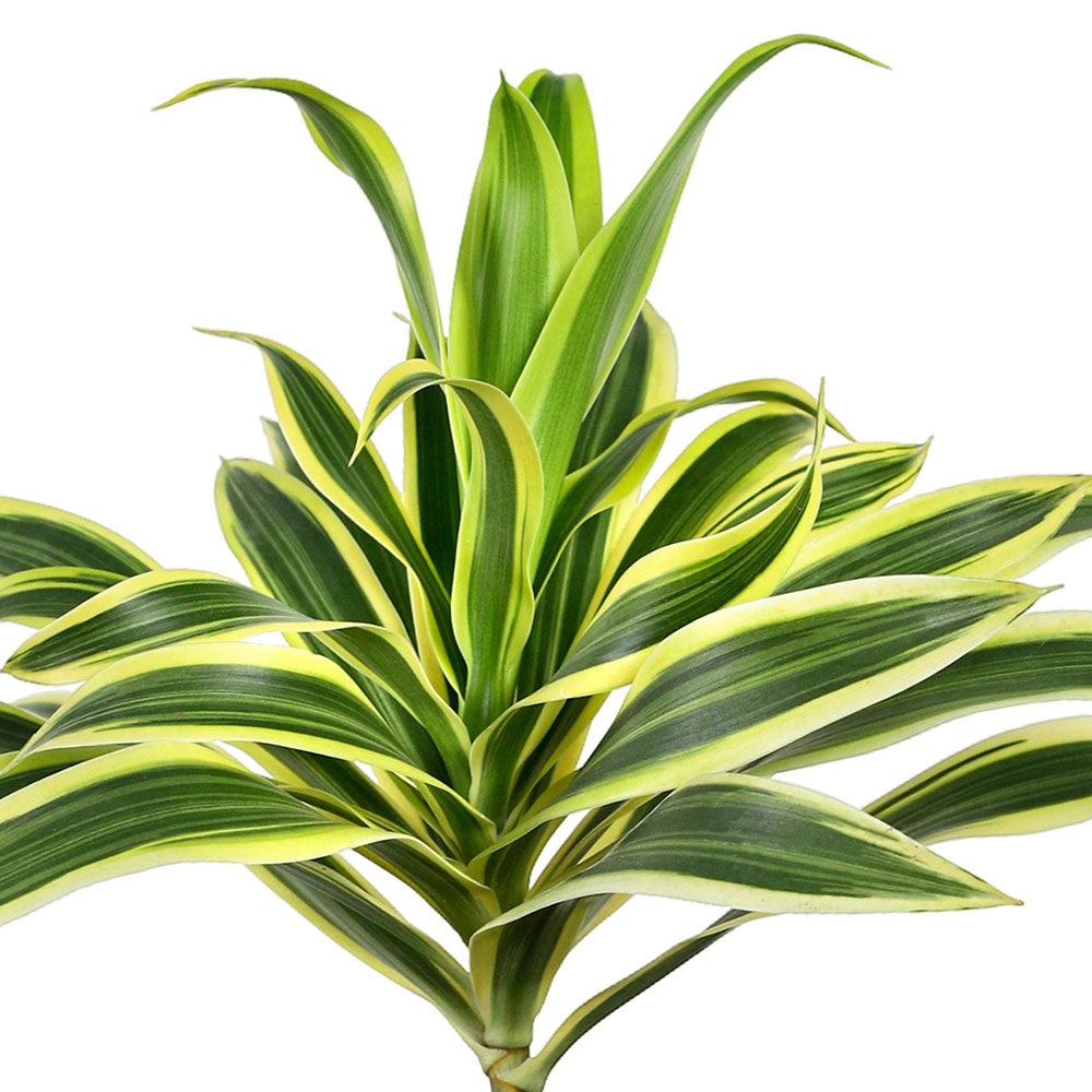 DRACAENA REFLEXA PLEOMELLE SONG OF INDIA - دراسينا ريفليكسا
